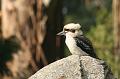 Kookaburra, Tindale Gardens IMG_6912